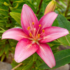 Beautiful pink lily flower on green leaves background, closeup
