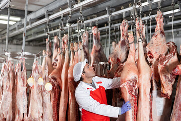 Male butcher looking at pig carcass in meat storage