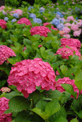 三室戸寺　境内の紫陽花　京都府宇治市