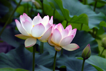 Obraz premium ハスの花