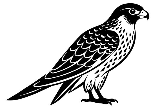 black and white falcon standing, side view clip art preview
