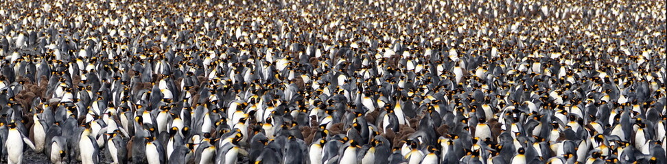 Panorama of a massive king penguin (Aptenodytes patagonicus) colony at Salisbury Plain, South Georgia Island