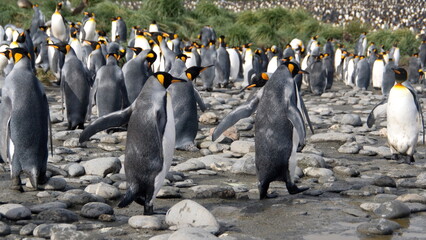 King penguins (Aptenodytes patagonicus) in a penguin colony at Salisbury Plain, South Georgia Island