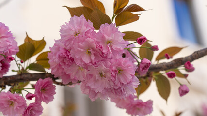 pink cherry blossom in spring, sakura