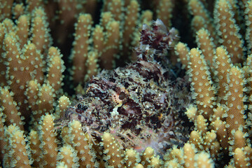 Naklejka na ściany i meble A well-camouflaged scorpionfish, Scorpaenopsis sp., waits to ambush unwary prey on a coral reef in Raja Ampat, Indonesia. All species of scorpionfish protect themselves with venomous fin spines.