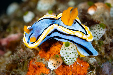 A colorful nudibranch, Chromodoris annae, feeds on a sponge on a coral reef in Raja Ampat, Indonesia. Nudibranchs often take the toxic compounds produced by their prey and store it in their tissues.