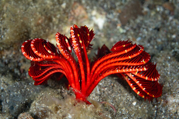 A bright red feather star, or crinoid, waits for food to drift near its articulated arms in Raja...