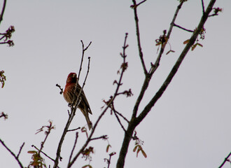 bird on a branch