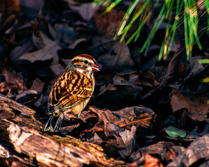 Chipping Sparrow 