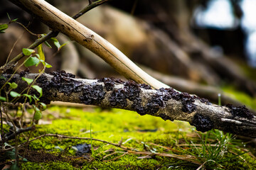 Fungus on tree branch 