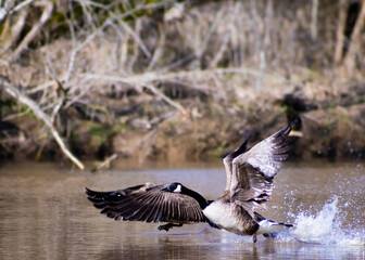 Fototapeta premium Canada Geese in flight