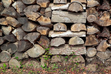 logging and storage of firewood - 768303472