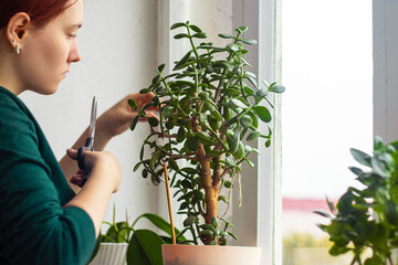 Young woman in yellow rubber gloves is replanting and pruning house plants.