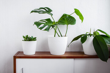 Green house plants in white pots stand on shelf.