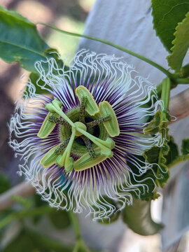 Passionflower