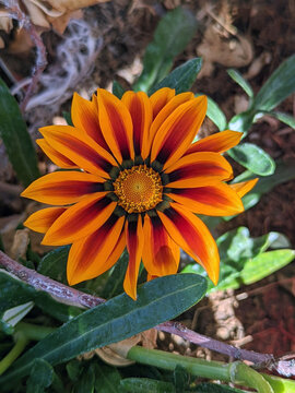 Gazania Flower
