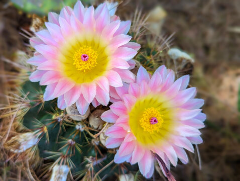 Barrel Cactus Blooms