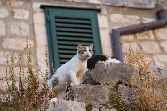 Cats climb the stone wall in the Old City of Dubrovnik, Croatia.