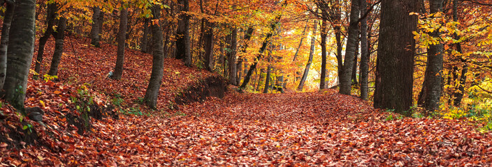 Beautiful autumn forest with yellow-red colors, fallen leaves