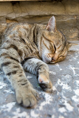 A tabby cat sleeping on the paving stone in the Old City of Dubrovnik, Croatia.