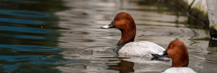 Common Pochard swimming in the lake, natural scene