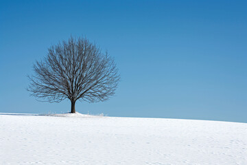 A lonely tree in winter, without leaves, concept of a new beginning
