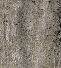 Illustration of Quercus coccinea bark background. Oak bark texture