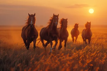 Foto auf Acrylglas Herd of wild horses galloping in golden field at sunset, with dramatic lighting and dust © bluebeat76