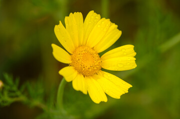 Glebionis coronaria, Mediterranean daisy 1