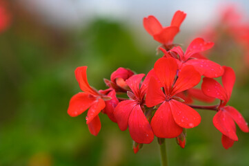 Pelargonium inquinans, red geranium, shrub plant with green leaves