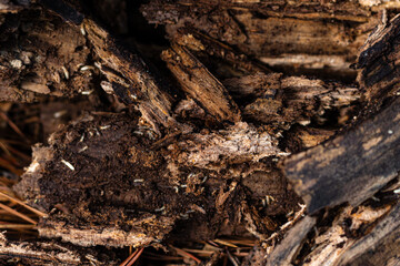 Rotten Oak Dead And Infested With Temites
