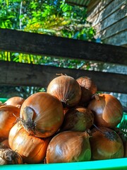 Pile whole onions or egg onions in a plastic cage