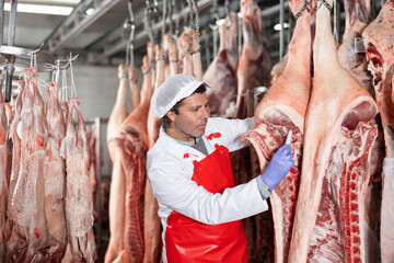 Male butcher inspecting temperature of pig carcass with food thermometer