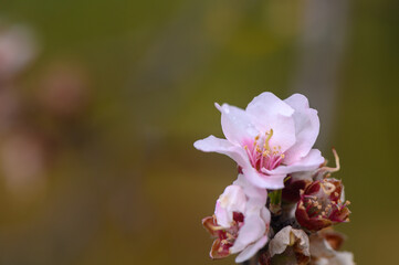 Close-up of Almond Tree Blossoms