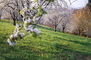 Sasbachwalden en la Selva Negra