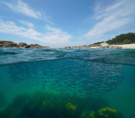 Coastline with anchovies fish underwater in the Atlantic ocean, Spain, split view half over and under water surface, natural scene, Galicia, Rias Baixas