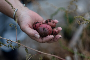 A home gardener presents red potatoes they harvested fro their greenhouse. The soil-covered...