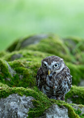 little owl