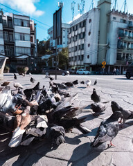 Pigeons crowd streets and public squares, living on discarded food and offerings of birdseed