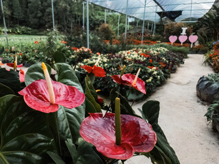 Anthurium is a red heart-shaped flower. Dark green leaves as a background make the flowers stand out beautifully. Anthuriums have come to symbolize hospitality.