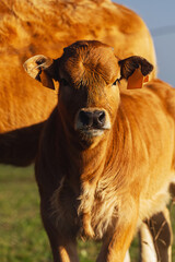 asturian mountain cow calf with its mother looking curiously at the camera in the field. rural...