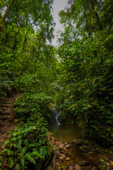 Fototapeta na wymiar path through the forest Costa Rica