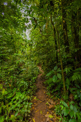 Fototapeta na wymiar path through the forest Costa Rica