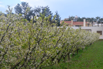 Fototapeta na wymiar Spring blossoming spring flowers on a plum tree against blue sky 1
