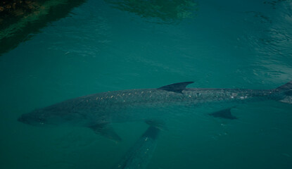 Obraz premium shark in the sea 