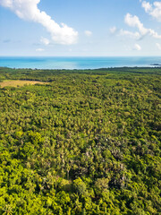 Fototapeta na wymiar palm tree plantation in Indonesia, aerial drone view