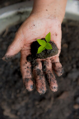 Eco green sustainable hands holding tree on earth day environment concept. Hands growing tree on earth day with sunlight bokeh in morning. Save world energy protect by plant tree watering soil garden