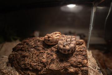 Captive/pet western hognose snakes in tank 