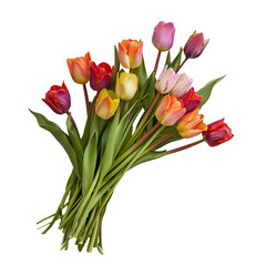 Beautiful Bunch of Fresh Tulips: Colorful Flowers, Isolated on Transparent Background, PNG