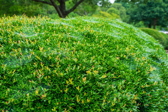 Background of spider nets cover the dwarf green euonymus shrub. The trees is famous for creating natural fences, borders. It looks like thin or snowy nets. Great idea for designing wallpapers, screens